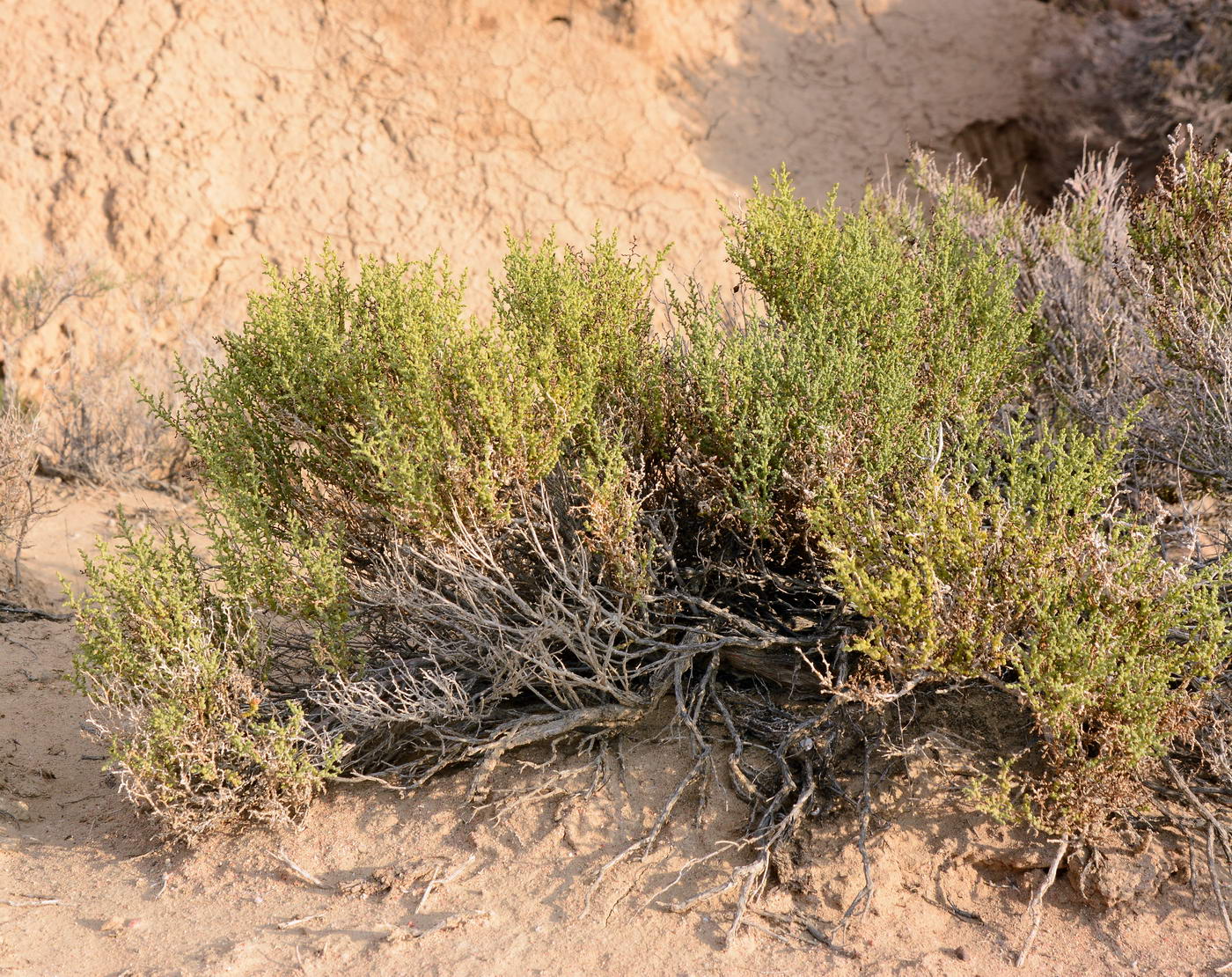 Image of Kalidium caspicum specimen.