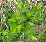 Salix starkeana. Укороченные боковые побеги. Ярославская обл., Любимский р-н, д. Хабалево, берег р. Куза. 24.05.2010.