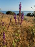 Salvia tesquicola