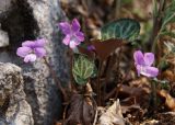 Viola variegata. Цветущие растения. Южное Приморье, Чёрные горы, заповедник \"Кедровая падь\", гора Чалбан. 24.04.2008.