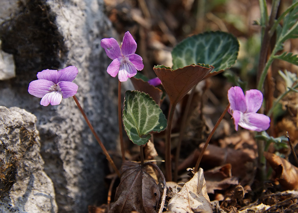 Изображение особи Viola variegata.