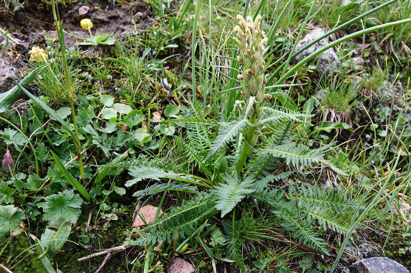 Image of Pedicularis pubiflora specimen.