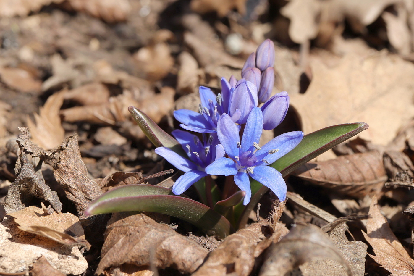 Изображение особи Scilla bifolia.