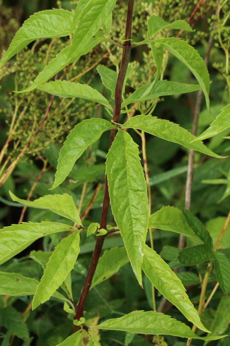 Изображение особи Eupatorium cannabinum.