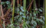 Elaeagnus pungens