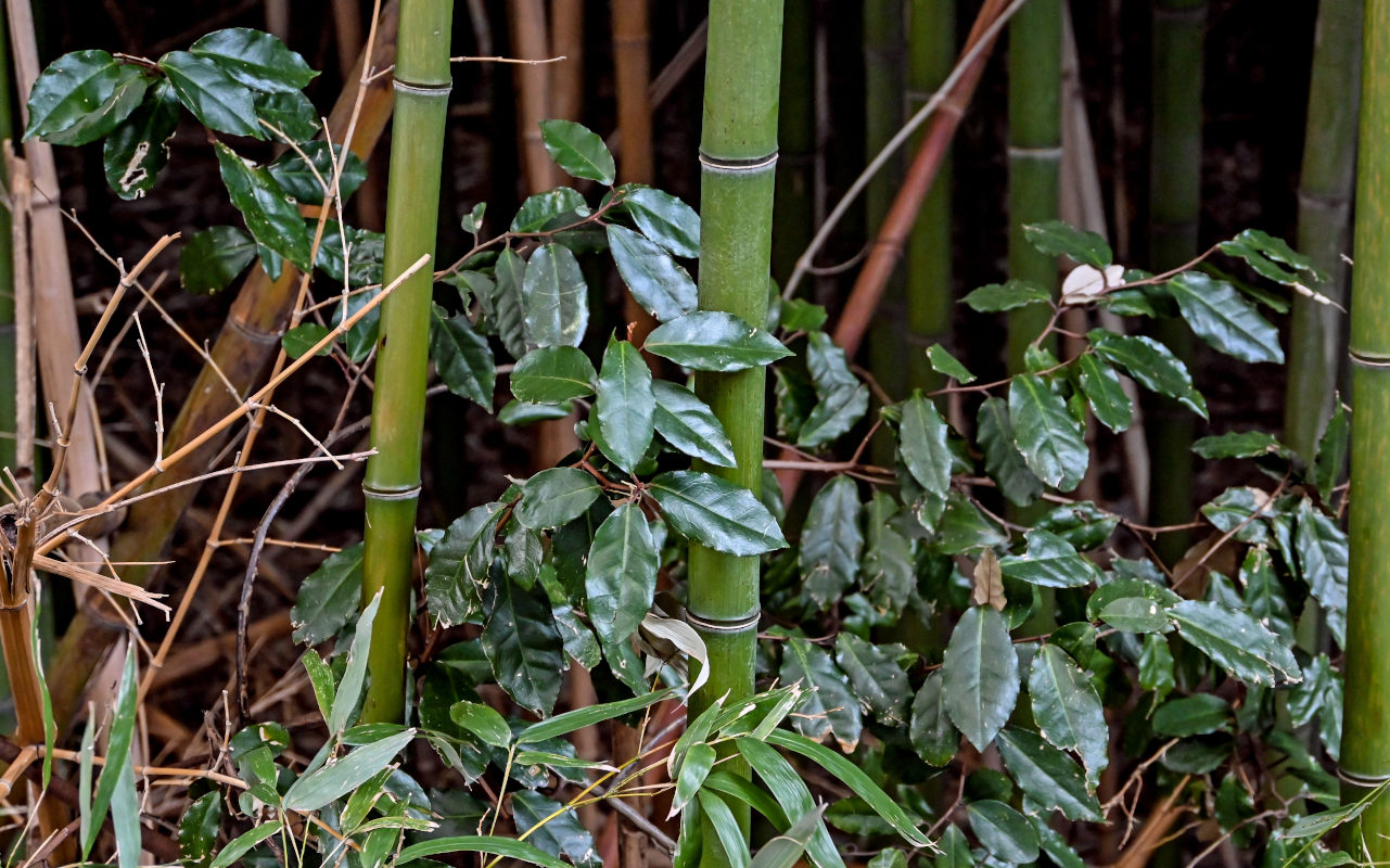 Image of Elaeagnus pungens specimen.