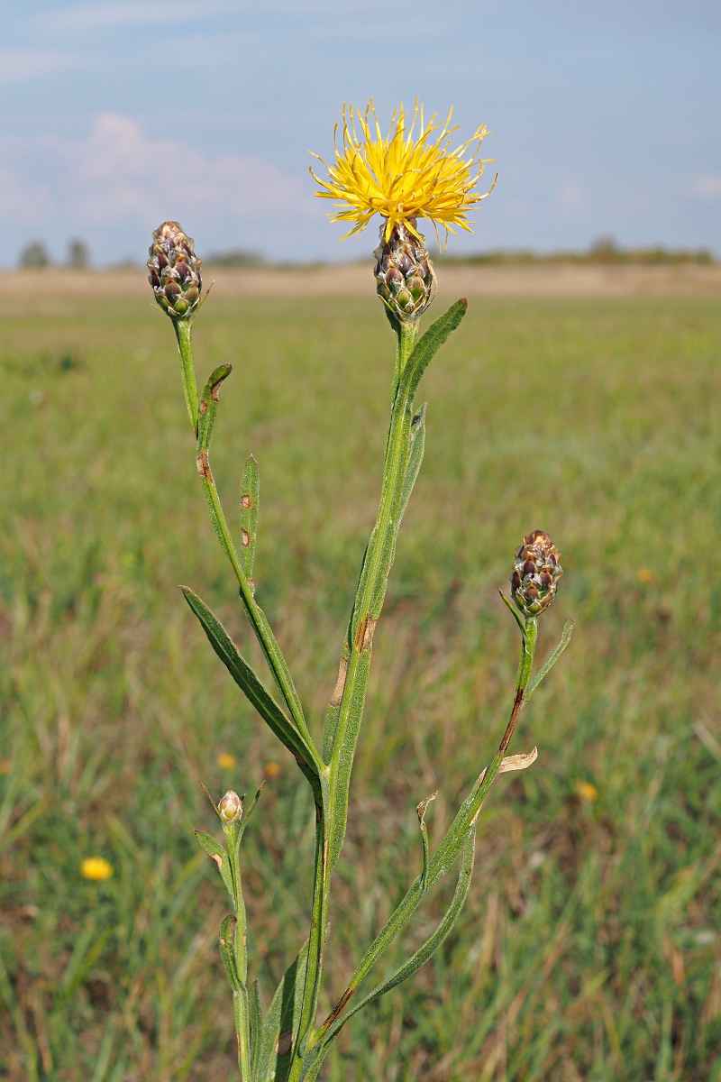 Изображение особи Chartolepis intermedia.