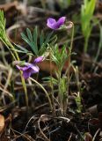 Viola dissecta