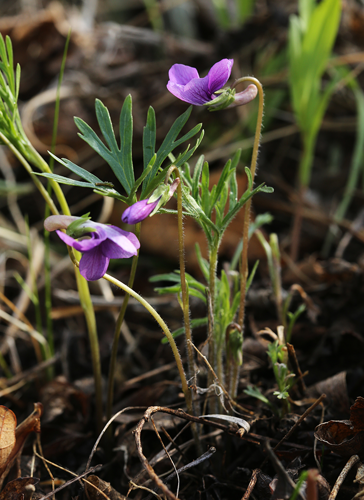 Image of Viola dissecta specimen.