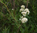 Spiraea crenata. Цветущая веточка. Грузия, край Самцхе-Джавахети, окр. с. Тмогви, ущ. Тмогви, правый борт долины. 18 мая 2025 г.