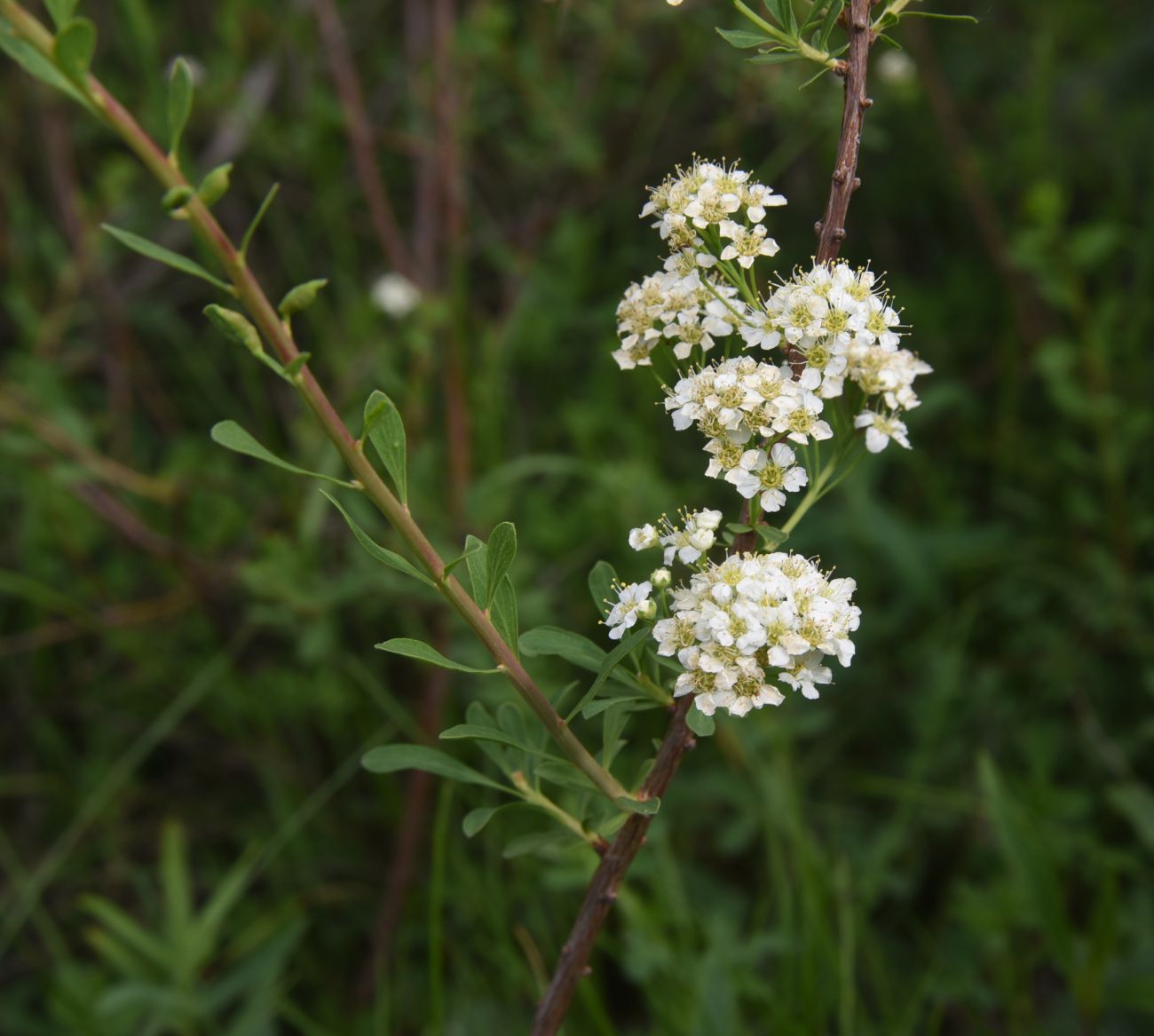 Image of Spiraea crenata specimen.