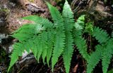 genus Athyrium. Вайя. Китай, пров. Аньхой, национальный парк \"Хуаншань\", смешанный лес, каменистый участок склона. 30.05.2025.