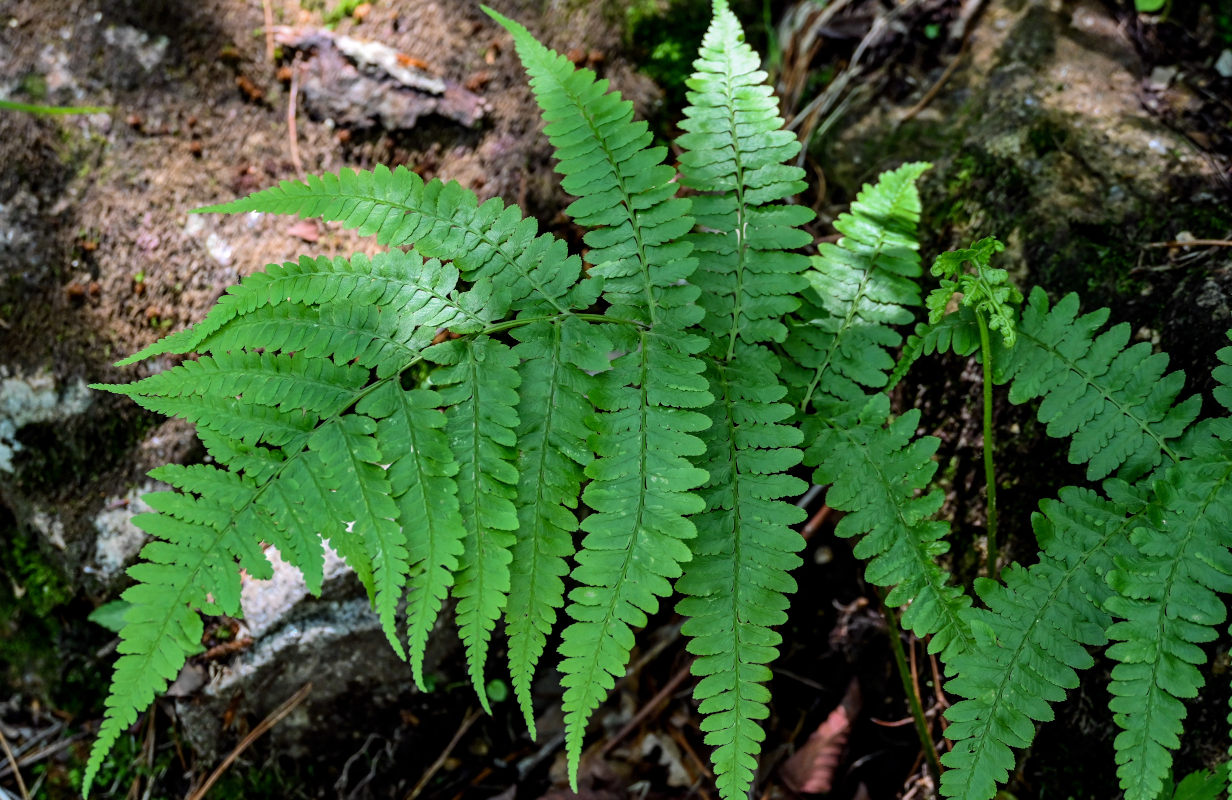 Изображение особи Athyrium clivicola.