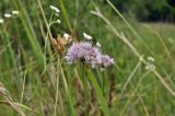Allium prokhanovii