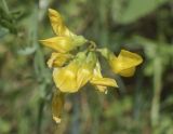 Lathyrus pratensis