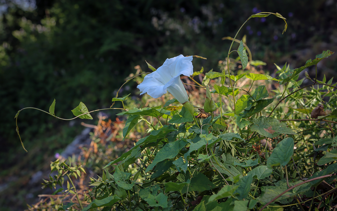 Изображение особи Calystegia silvatica.