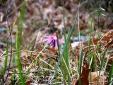 Erythronium dens-canis