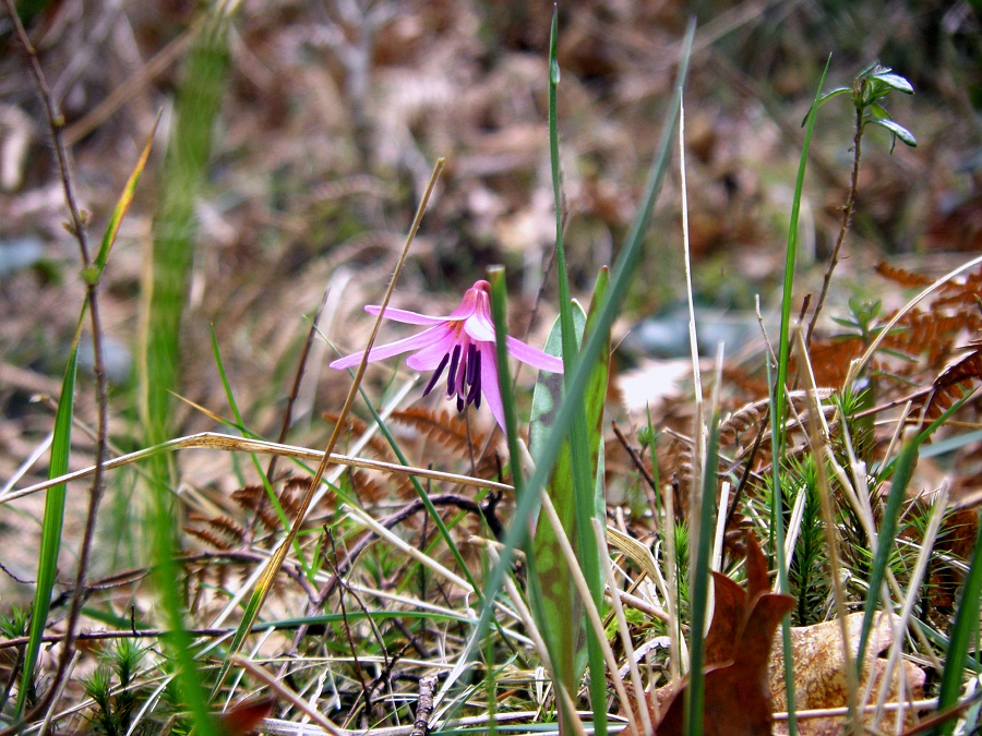 Изображение особи Erythronium dens-canis.