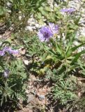 род Geranium