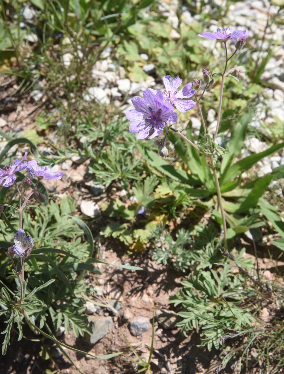 Изображение особи род Geranium.