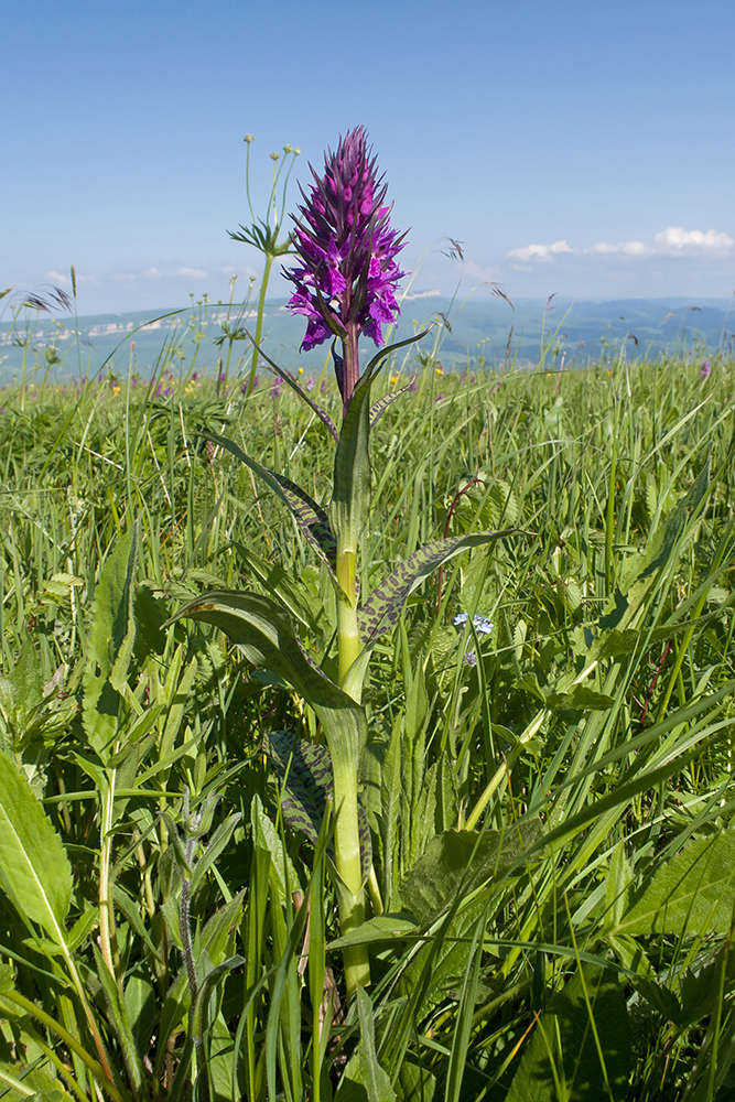 Изображение особи Dactylorhiza urvilleana.