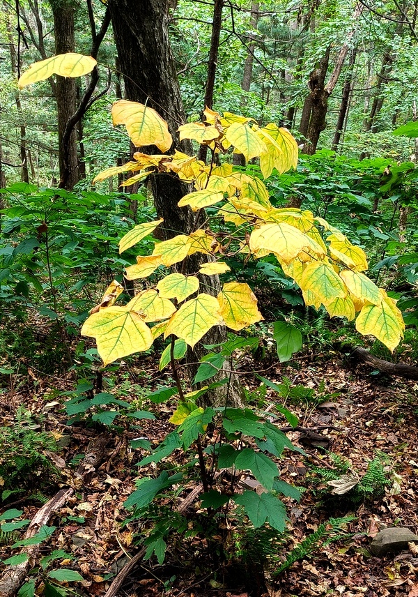 Изображение особи Alangium platanifolium.