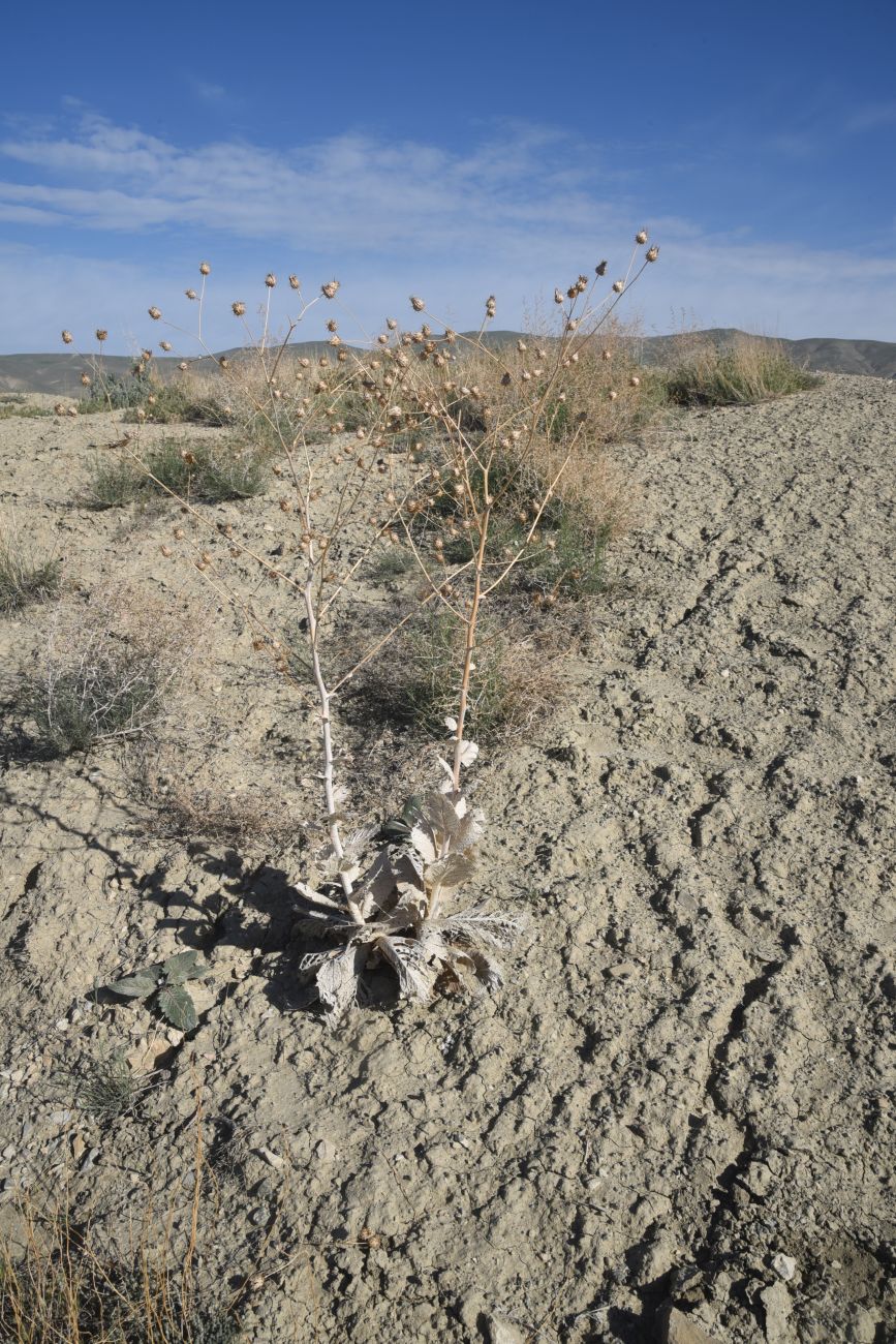 Image of genus Cousinia specimen.