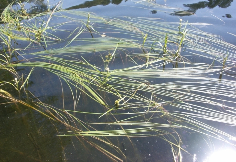 Image of Sparganium angustifolium specimen.