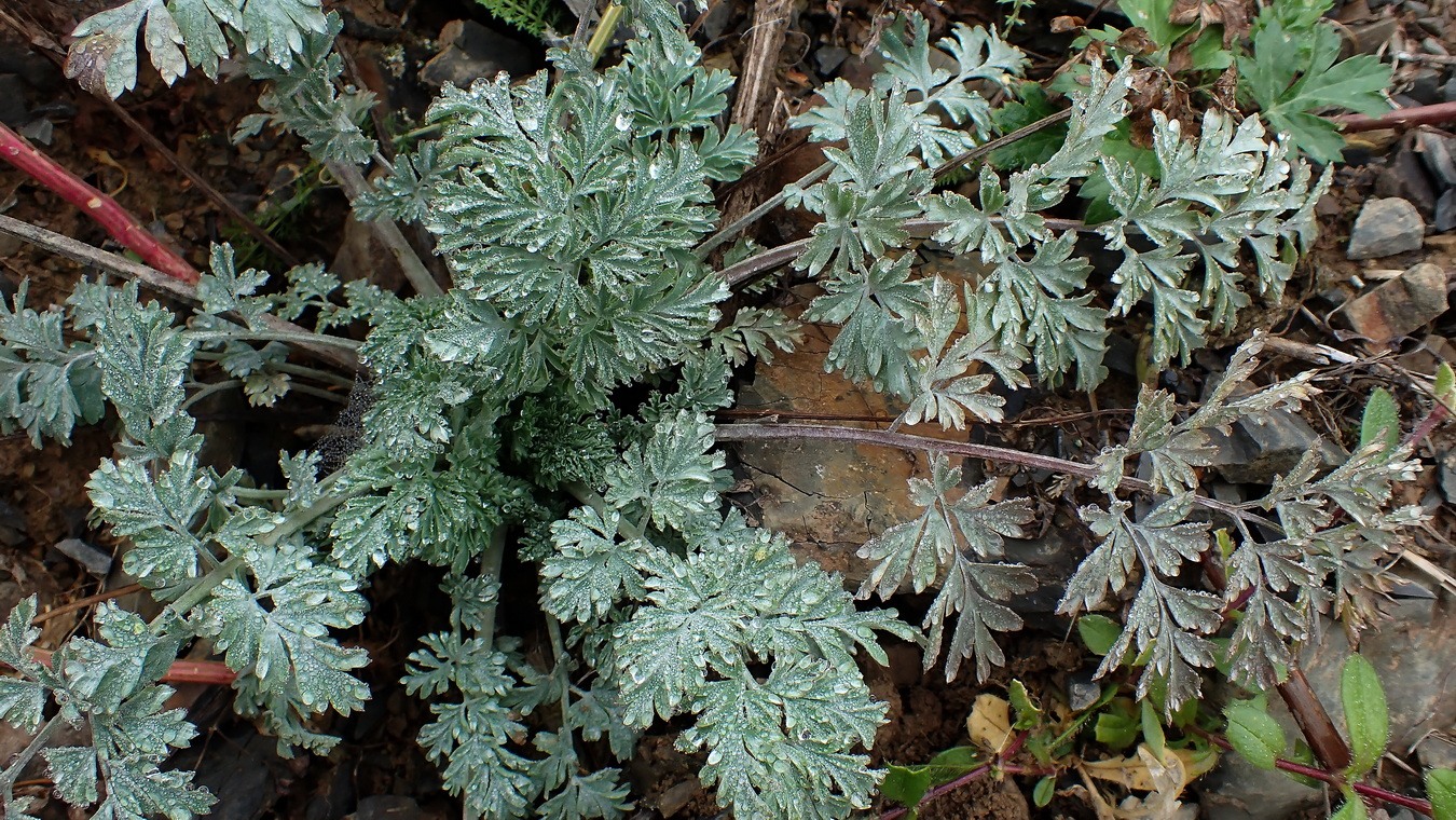 Изображение особи род Artemisia.