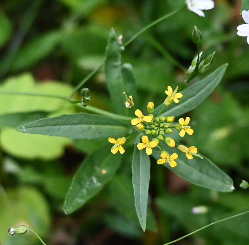 Image of Erysimum cheiranthoides specimen.