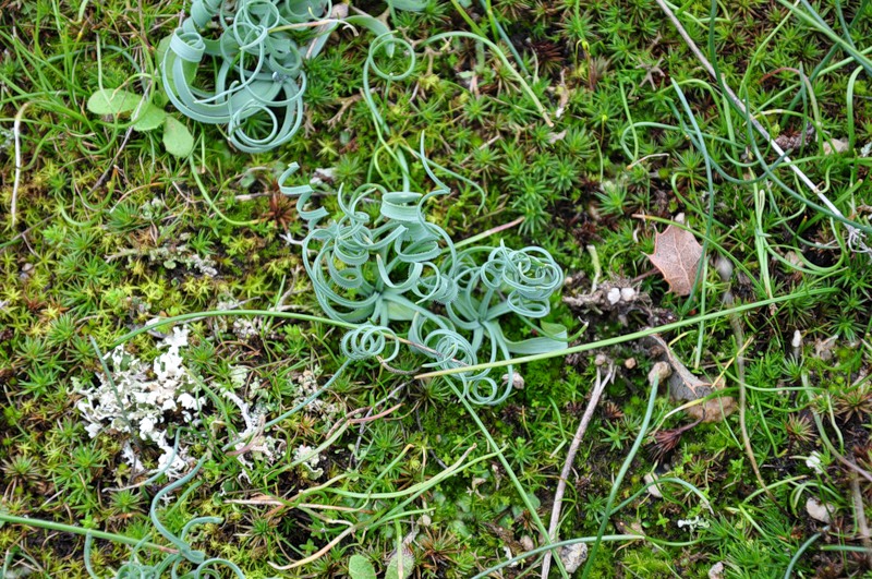 Изображение особи Ornithogalum comosum.