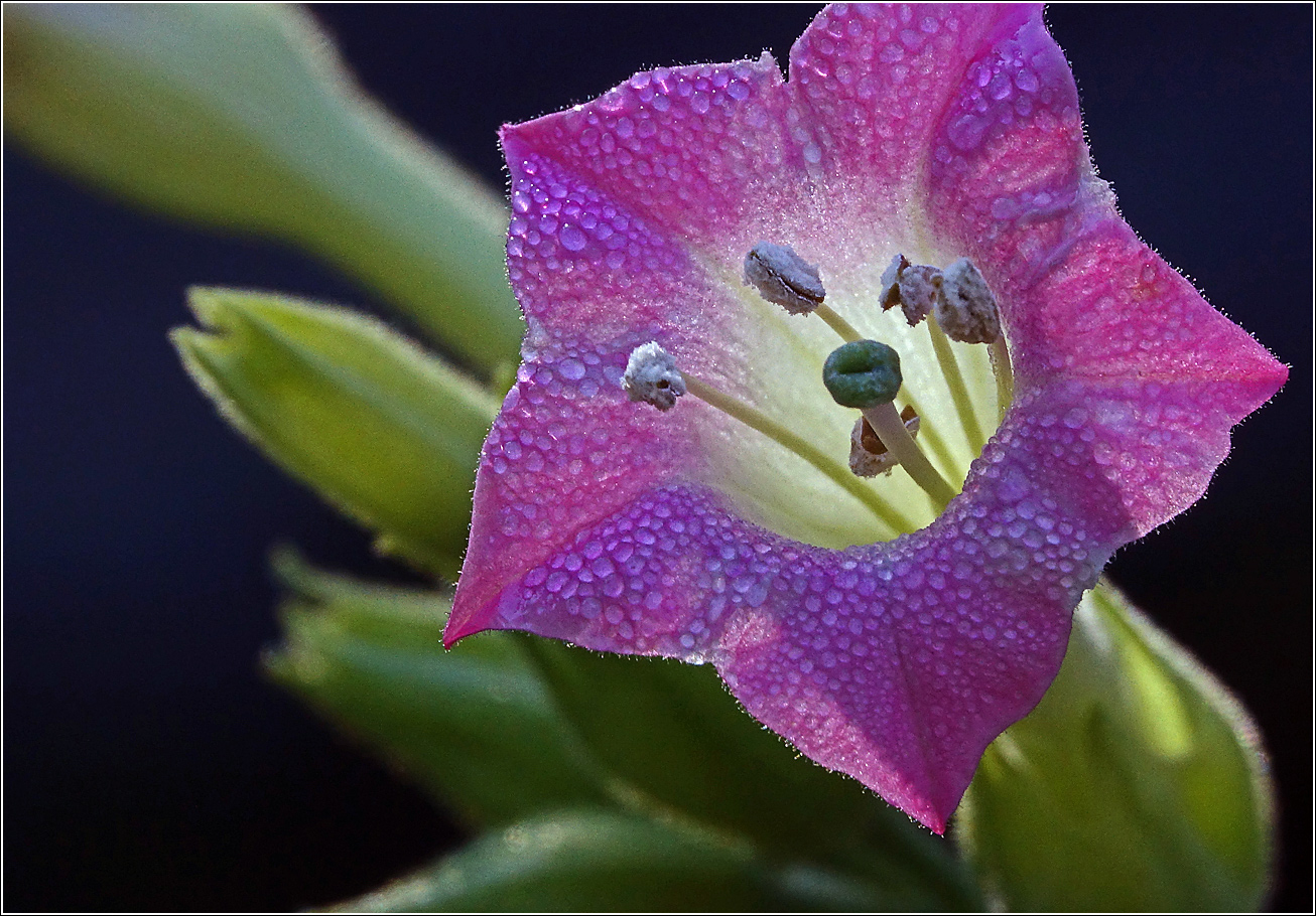 Image of Nicotiana tabacum specimen.