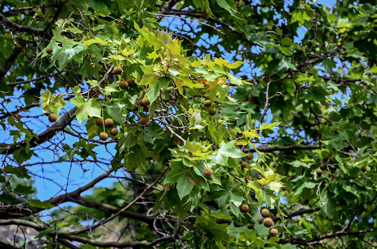 Изображение особи Platanus orientalis.