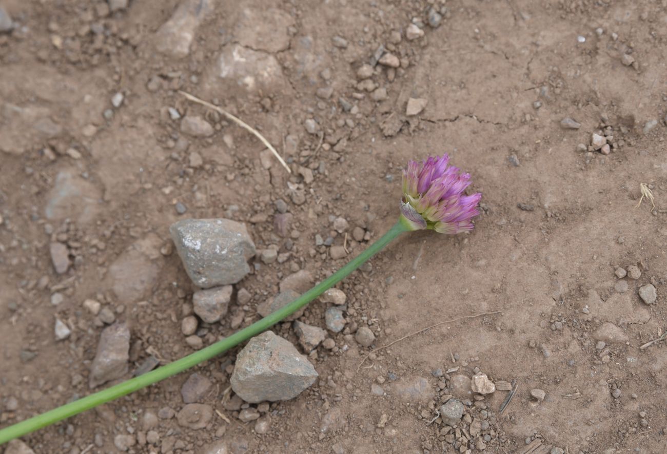 Изображение особи Неопознанный вид.