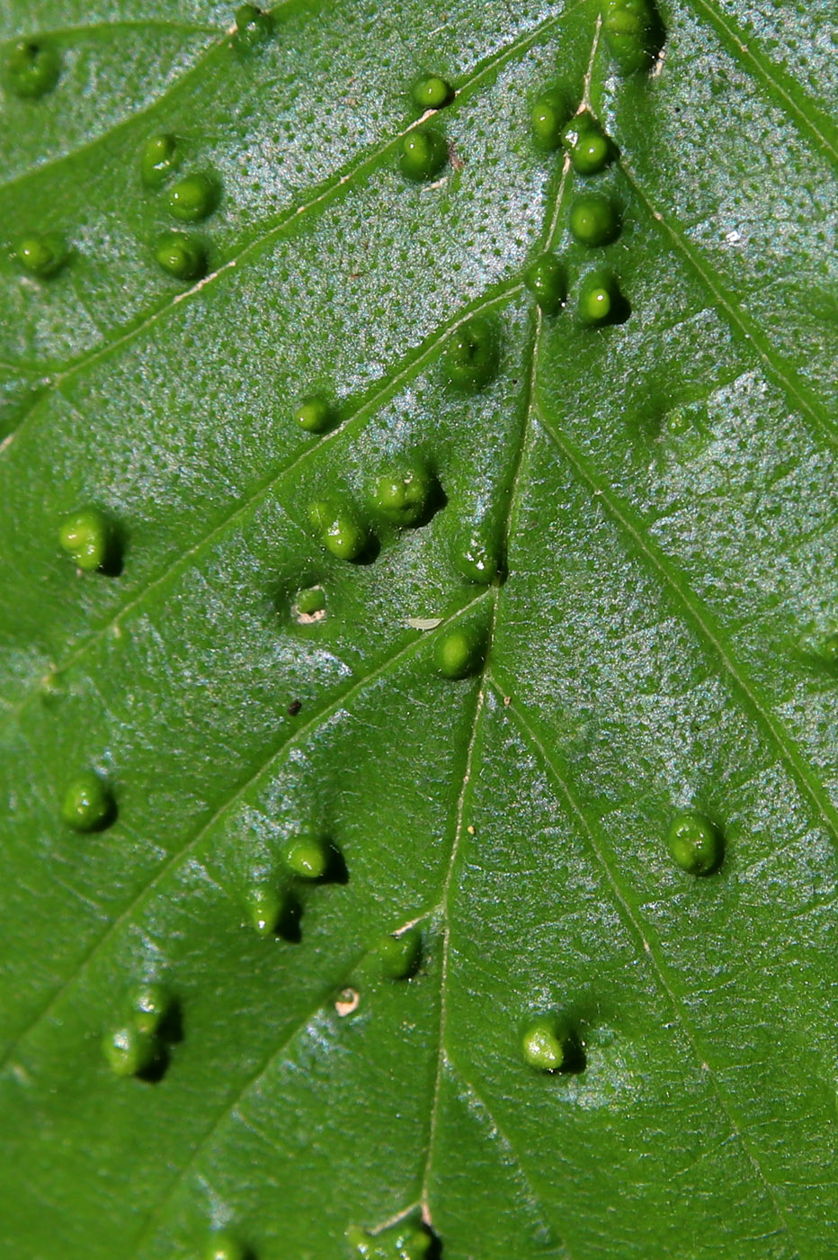 Изображение особи Ulmus glabra.