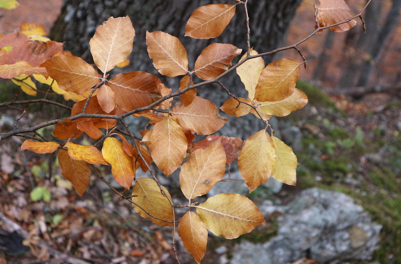 Image of Fagus &times; taurica specimen.