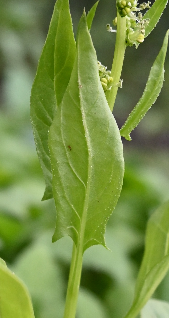 Image of genus Rumex specimen.