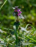 Lamium maculatum