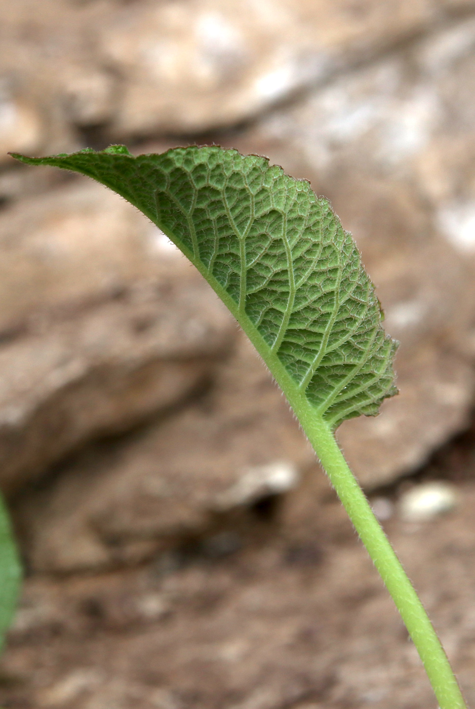 Image of Trachystemon orientalis specimen.