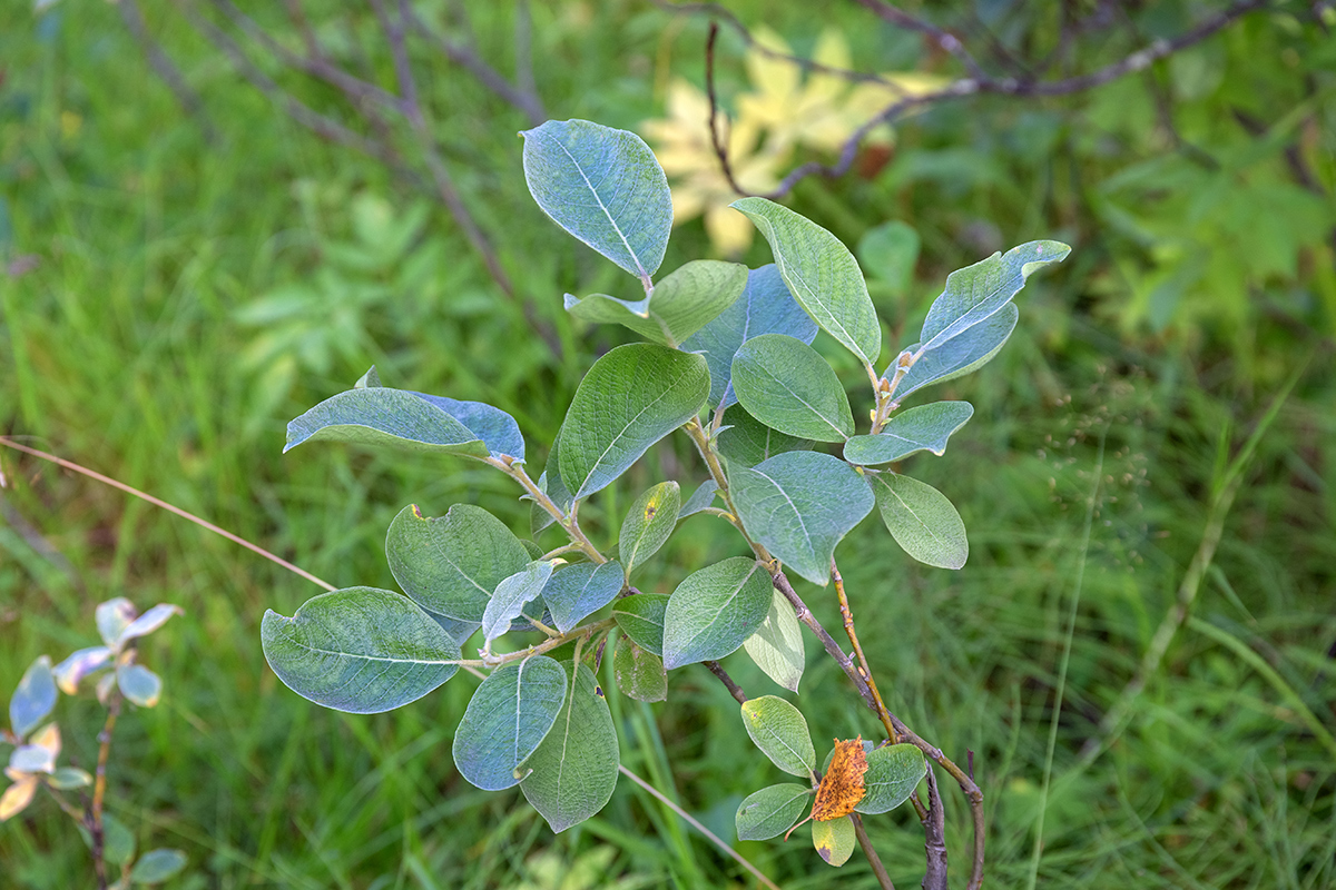 Изображение особи Salix lapponum.