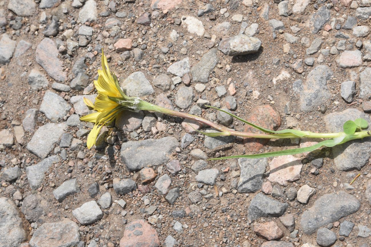 Изображение особи род Tragopogon.