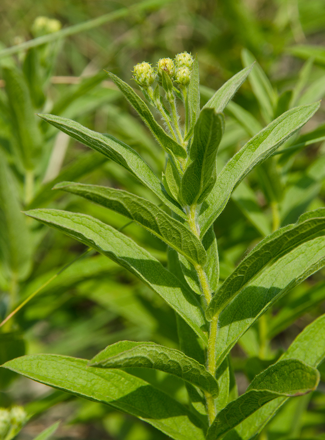 Изображение особи Inula germanica.