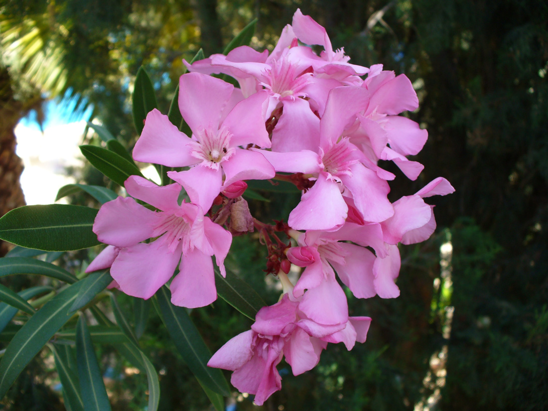 Изображение особи Nerium oleander.