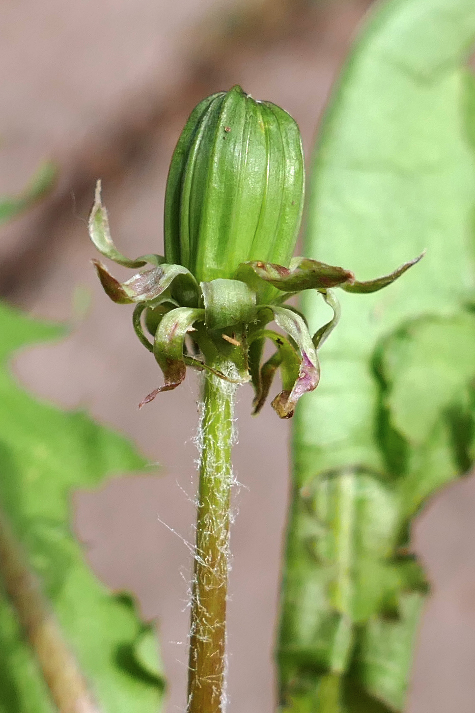 Изображение особи Taraxacum distantilobum.