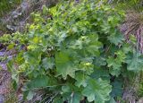 род Alchemilla