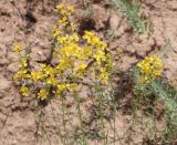 genus Hypericum. Верхушка растений с соцветиями. Азербайджан, Нахчыван, Шахбузский р-н, окр. с. Кюлюс, степной склон. 06.07.2026.