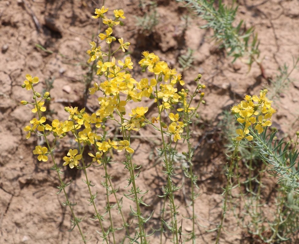 Image of genus Hypericum specimen.