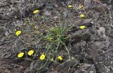 Tolpis succulenta. Цветущее растение. Португалия, о-в Мадейра, мыс Сан-Лоренцо, на скале. 12.06.2026.