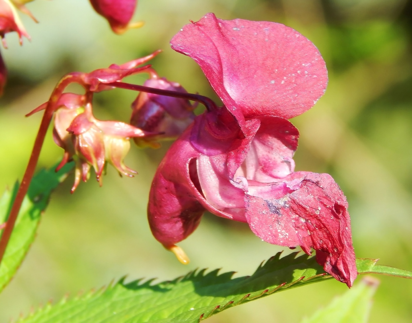 Изображение особи Impatiens glandulifera.
