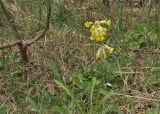Primula macrocalyx. Цветущие растения. Крым, Караби-яйла, ур. Чигенитра, обочина тропы. 16.05.2026.
